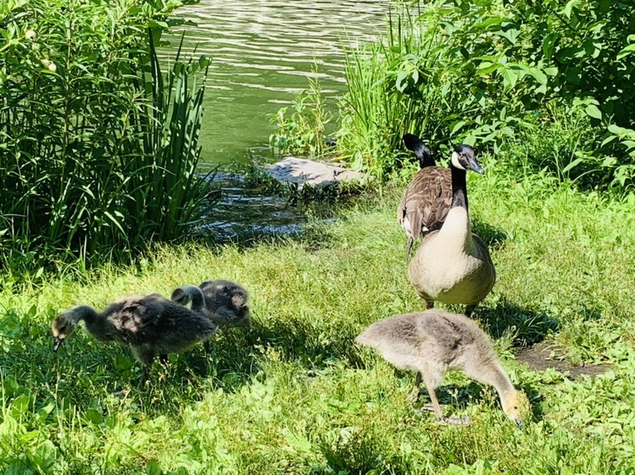 IMG_3439.jpg?type=w966