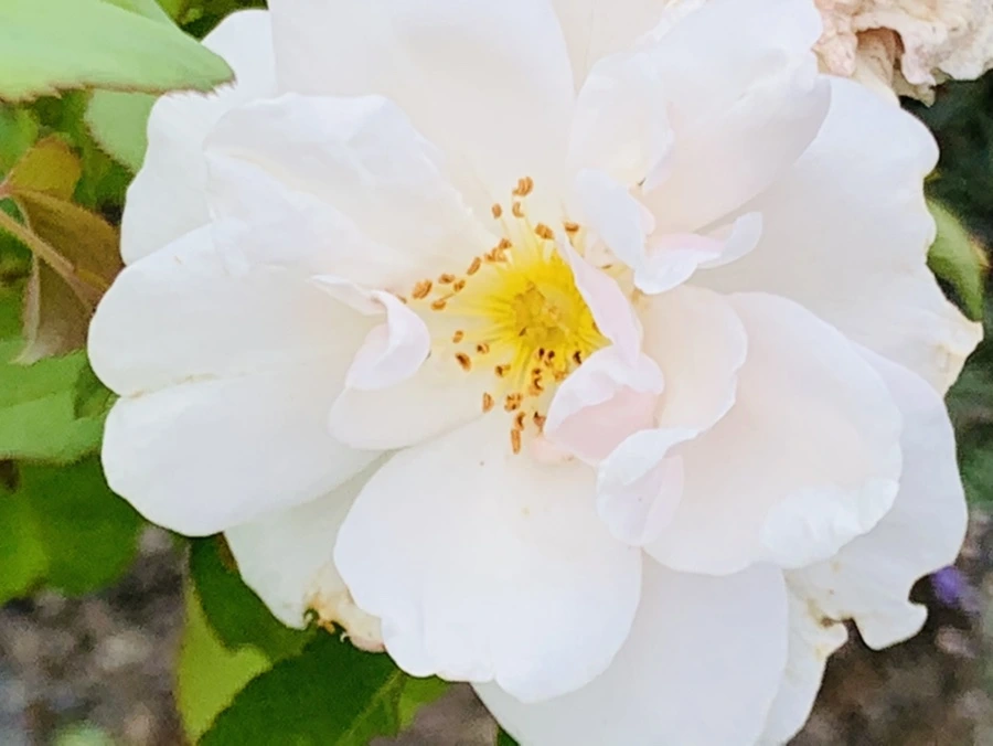 IMG_9494.jpg?type=w966