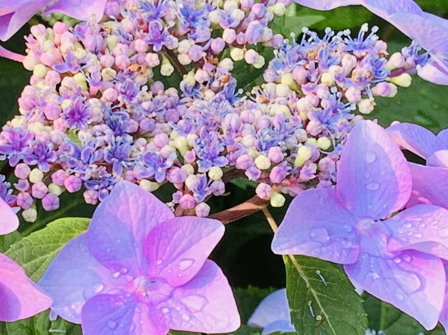 IMG_6066.jpg?type=w966