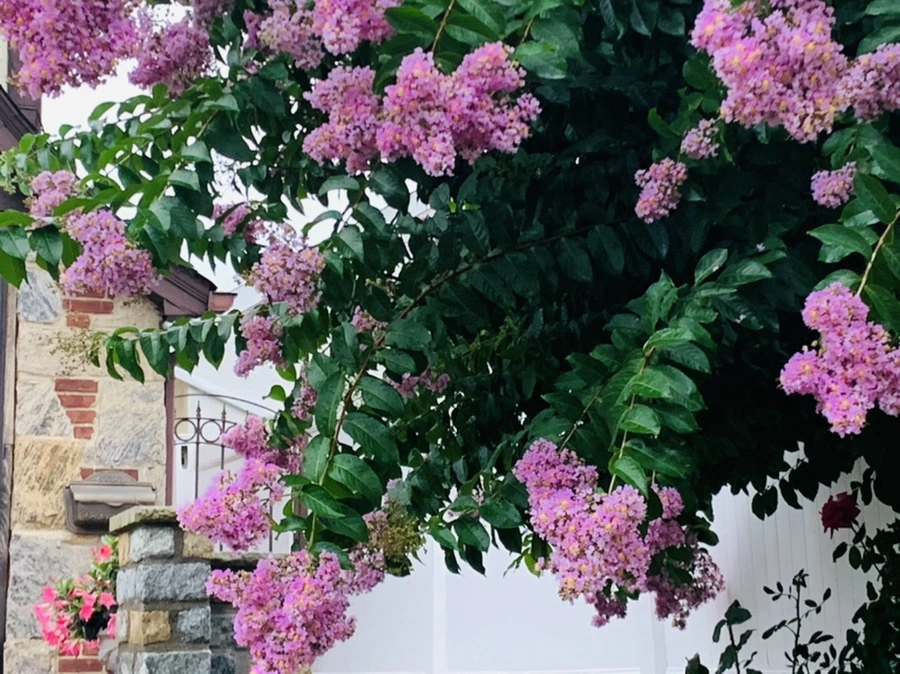 IMG_3627.jpg?type=w966