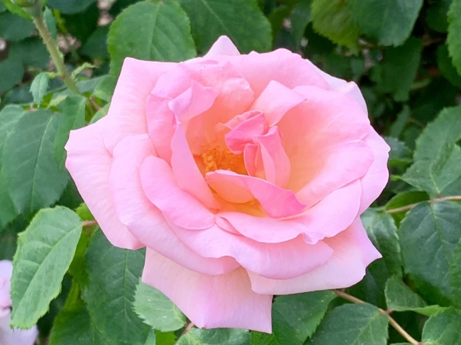 IMG_5821.jpg?type=w966