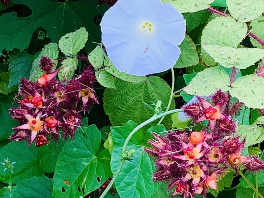 IMG_3572.jpg?type=w966