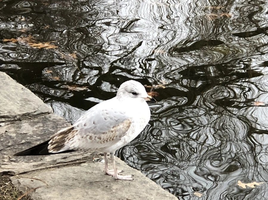 IMG_6456.jpg?type=w966