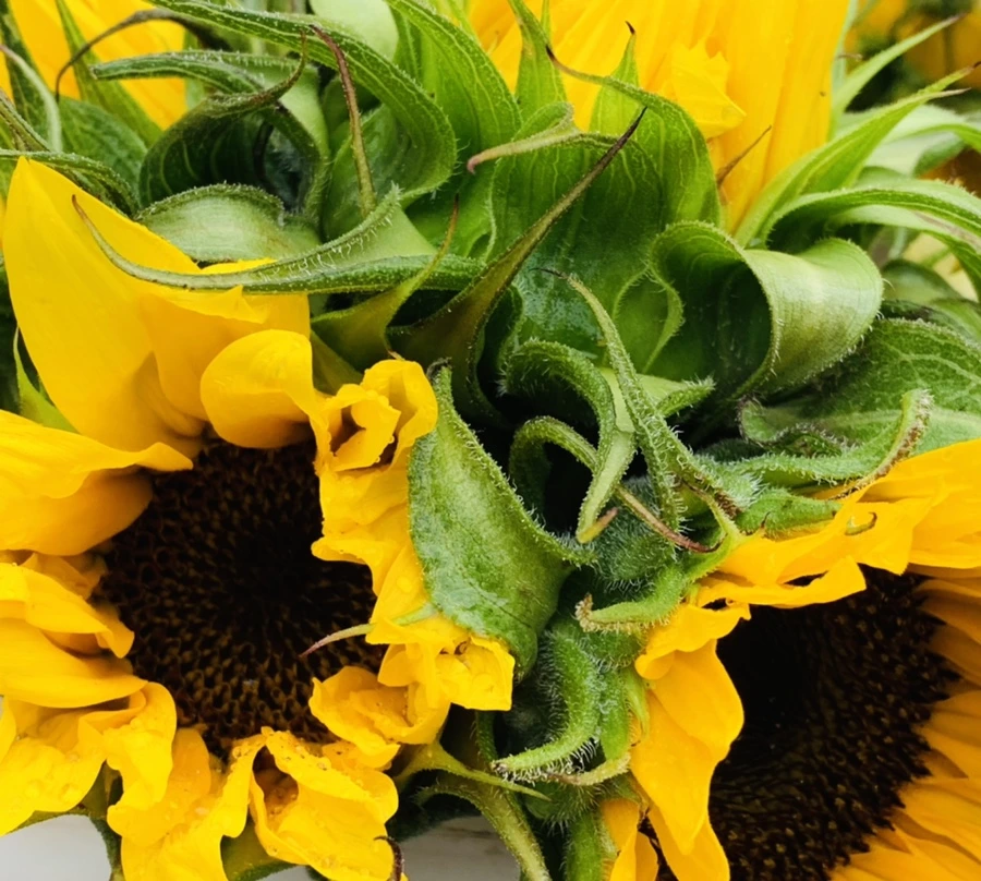 IMG_0278.jpg?type=w966