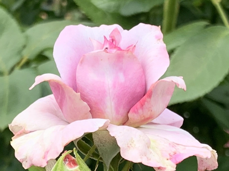 IMG_5478.jpg?type=w966