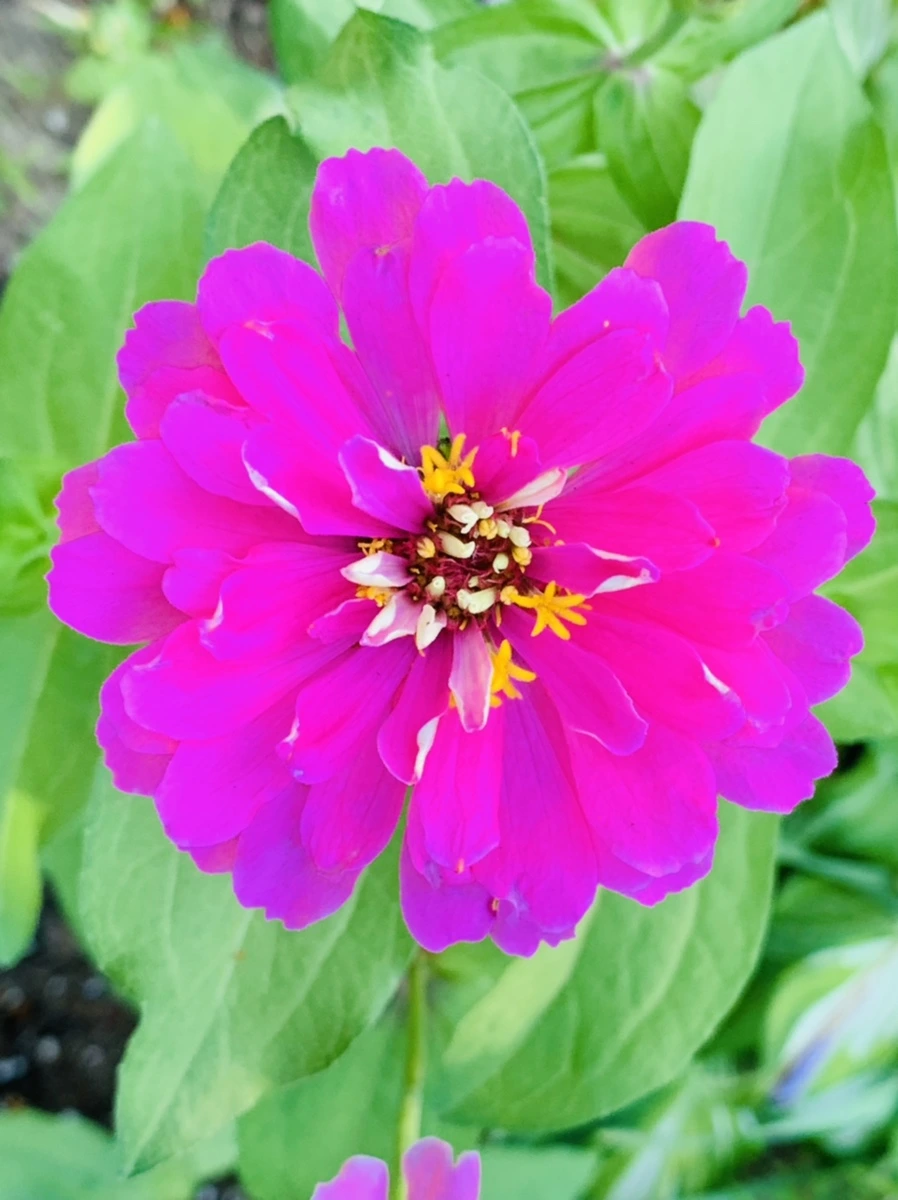 IMG_8277.jpg?type=w966