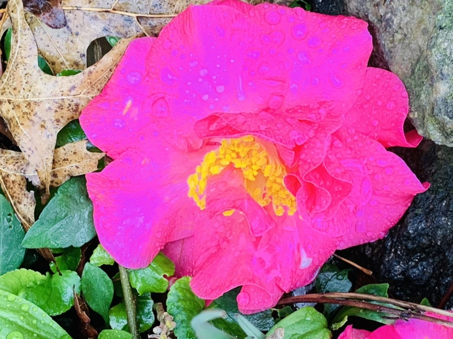 IMG_1361.jpg?type=w966