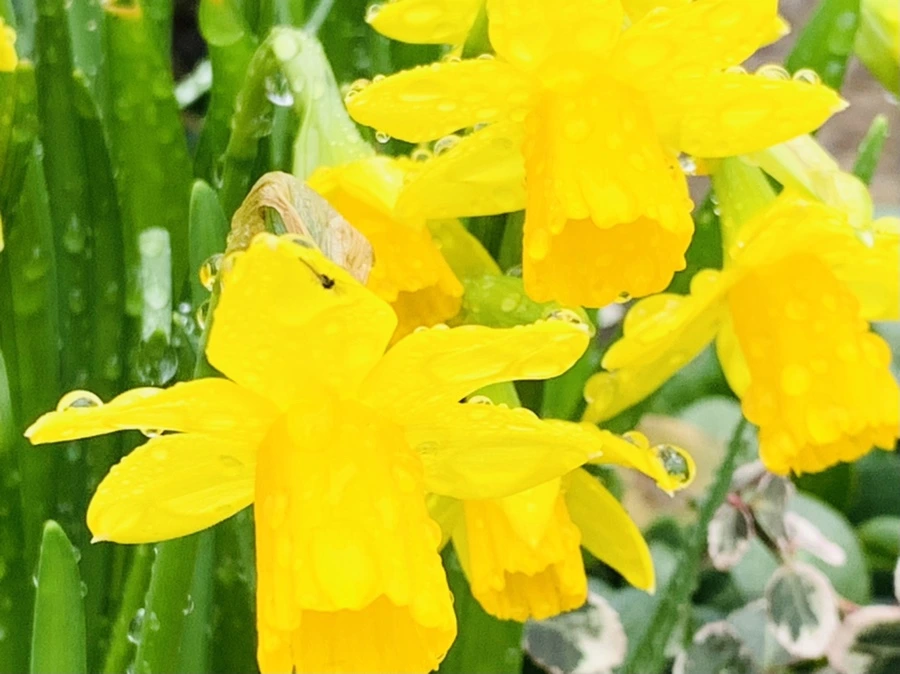 IMG_3717.jpg?type=w966