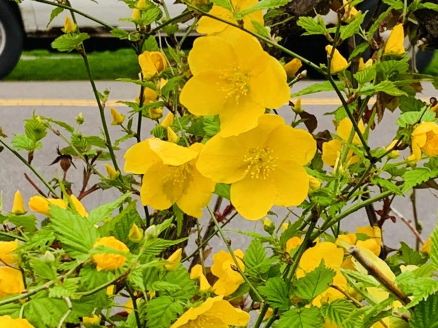 IMG_1255.jpg?type=w966