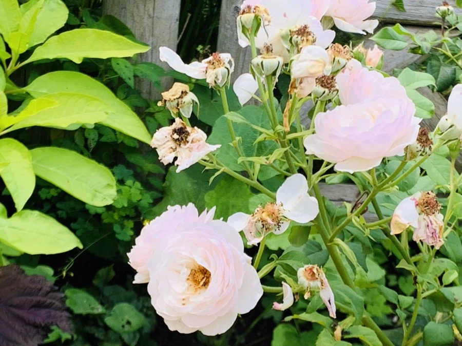 IMG_9406.jpg?type=w966