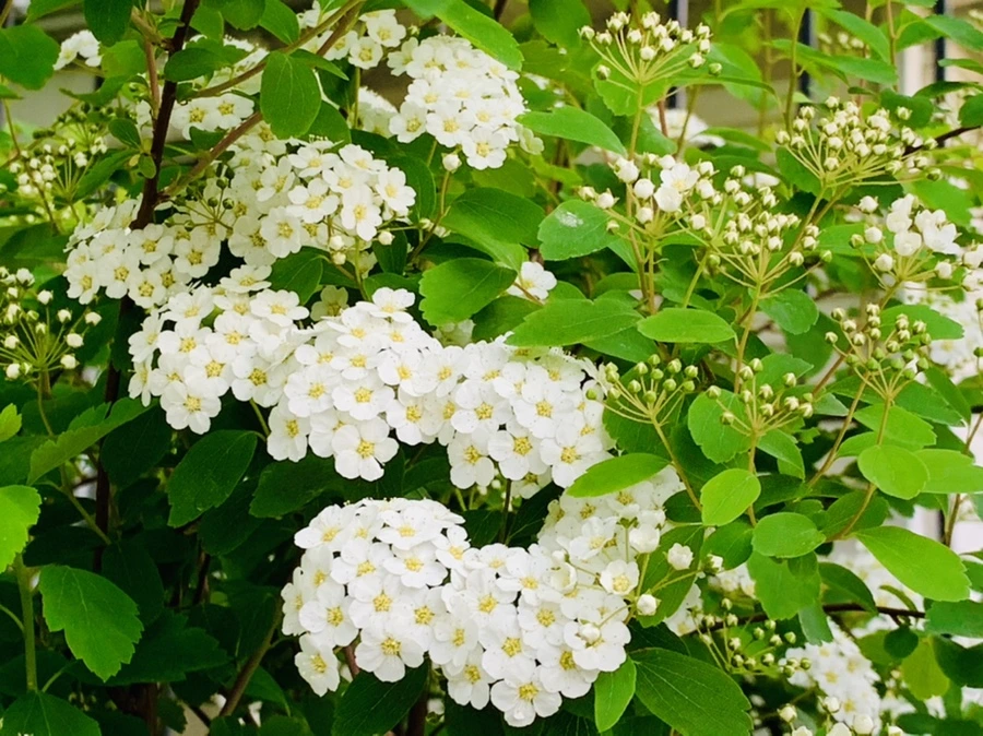 IMG_8935.jpg?type=w966