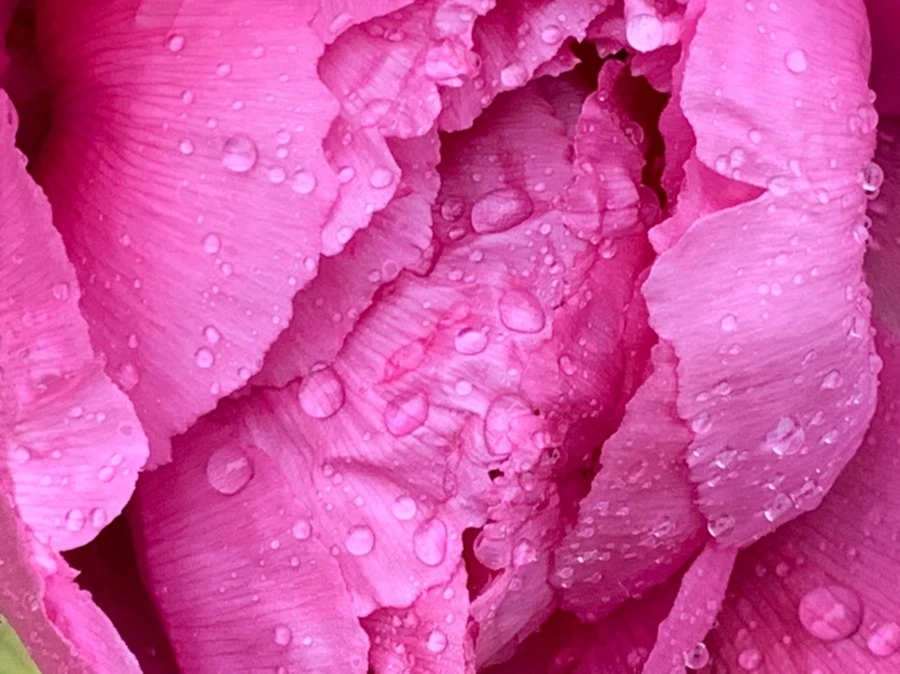 IMG_9399.jpg?type=w966