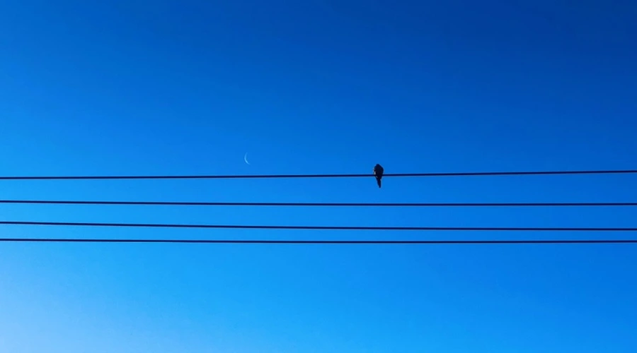 IMG_1166.jpg?type=w966