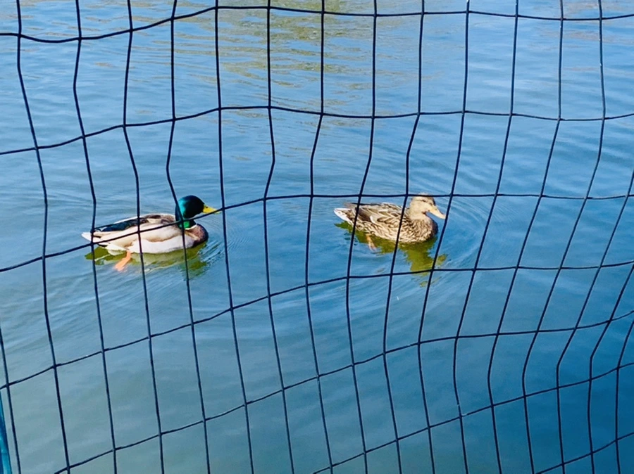 IMG_9831.jpg?type=w966