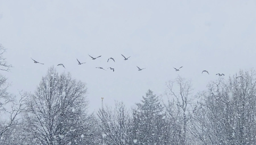 IMG_4249.jpg?type=w966