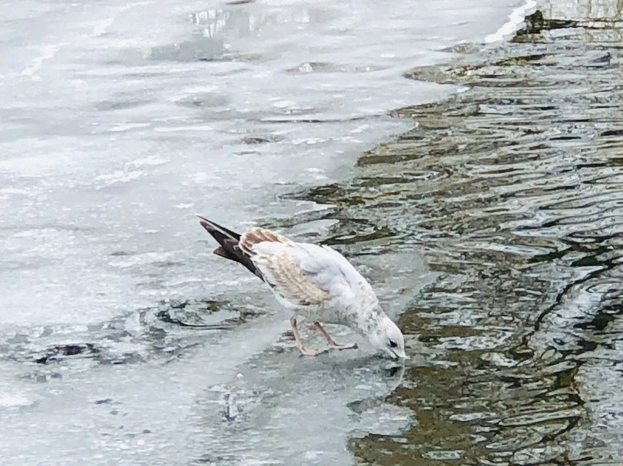 IMG_6359.jpg?type=w966