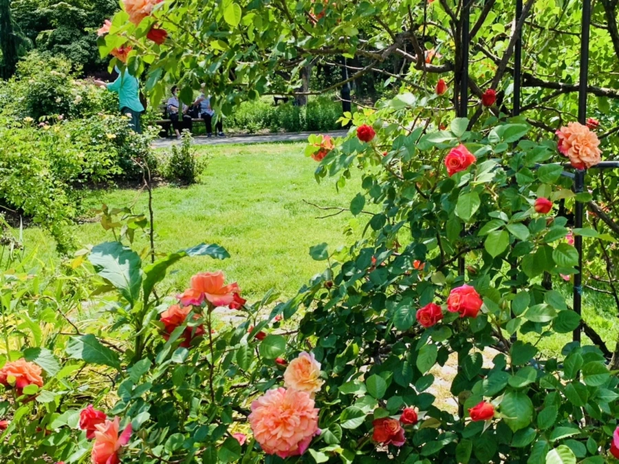 IMG_5880.jpg?type=w966