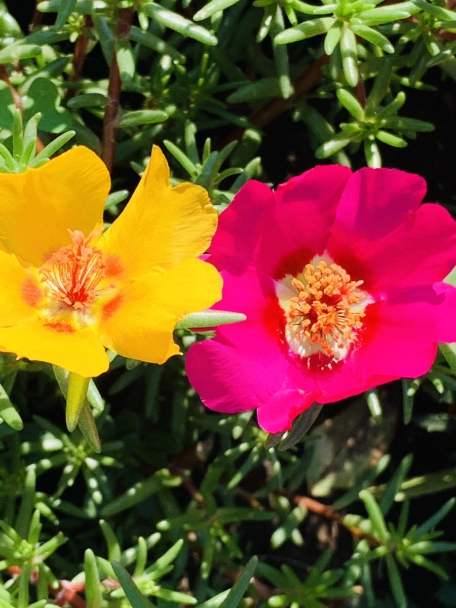 IMG_8388.jpg?type=w966