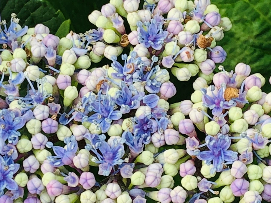 IMG_6053.jpg?type=w966