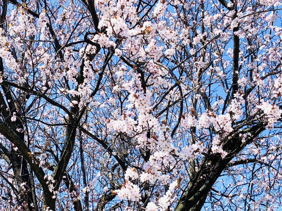 IMG_7965.jpg?type=w966