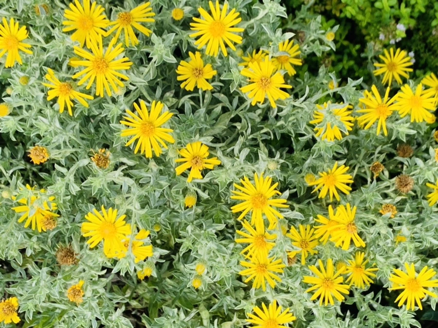 IMG_9465.jpg?type=w966