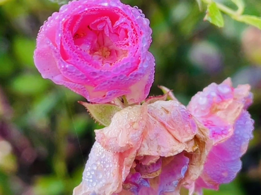 IMG_0966.jpg?type=w966