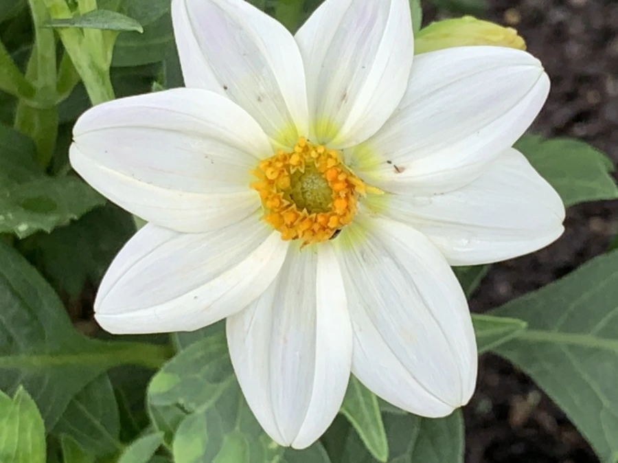 IMG_9045.jpg?type=w966