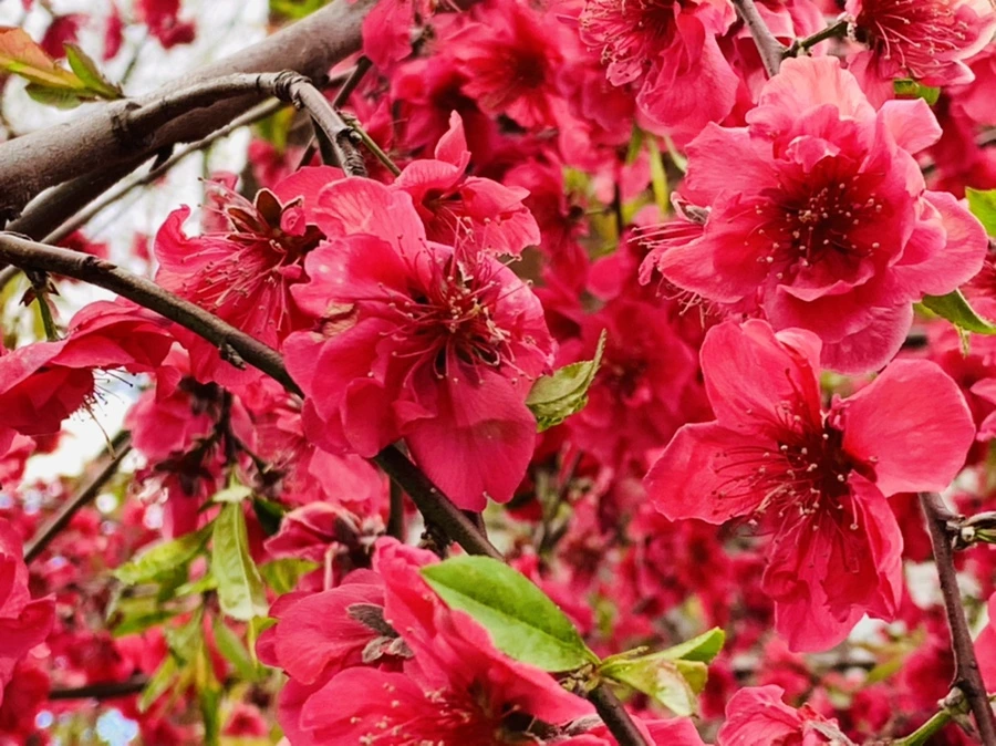 IMG_7985.jpg?type=w966