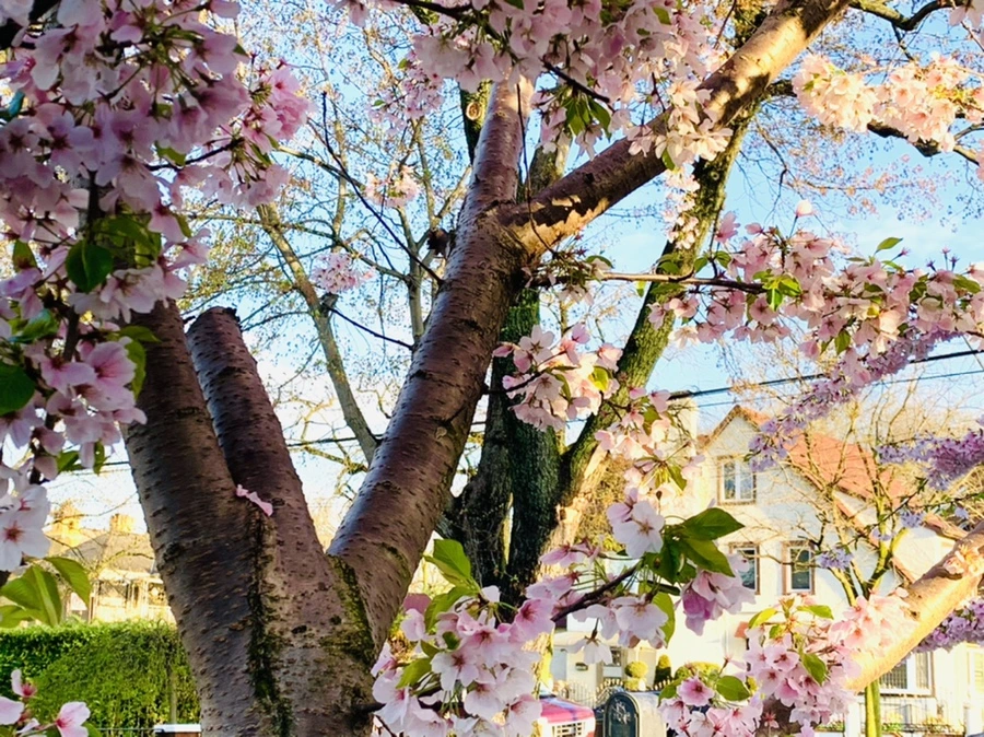 IMG_2470.jpg?type=w966