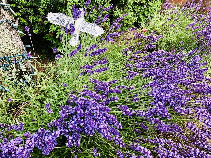 IMG_8733.jpg?type=w966