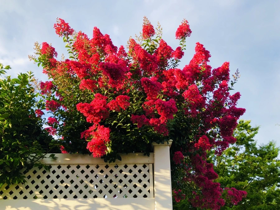 IMG_5657.jpg?type=w966