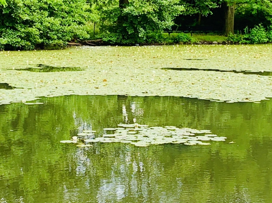 IMG_0746.jpg?type=w966