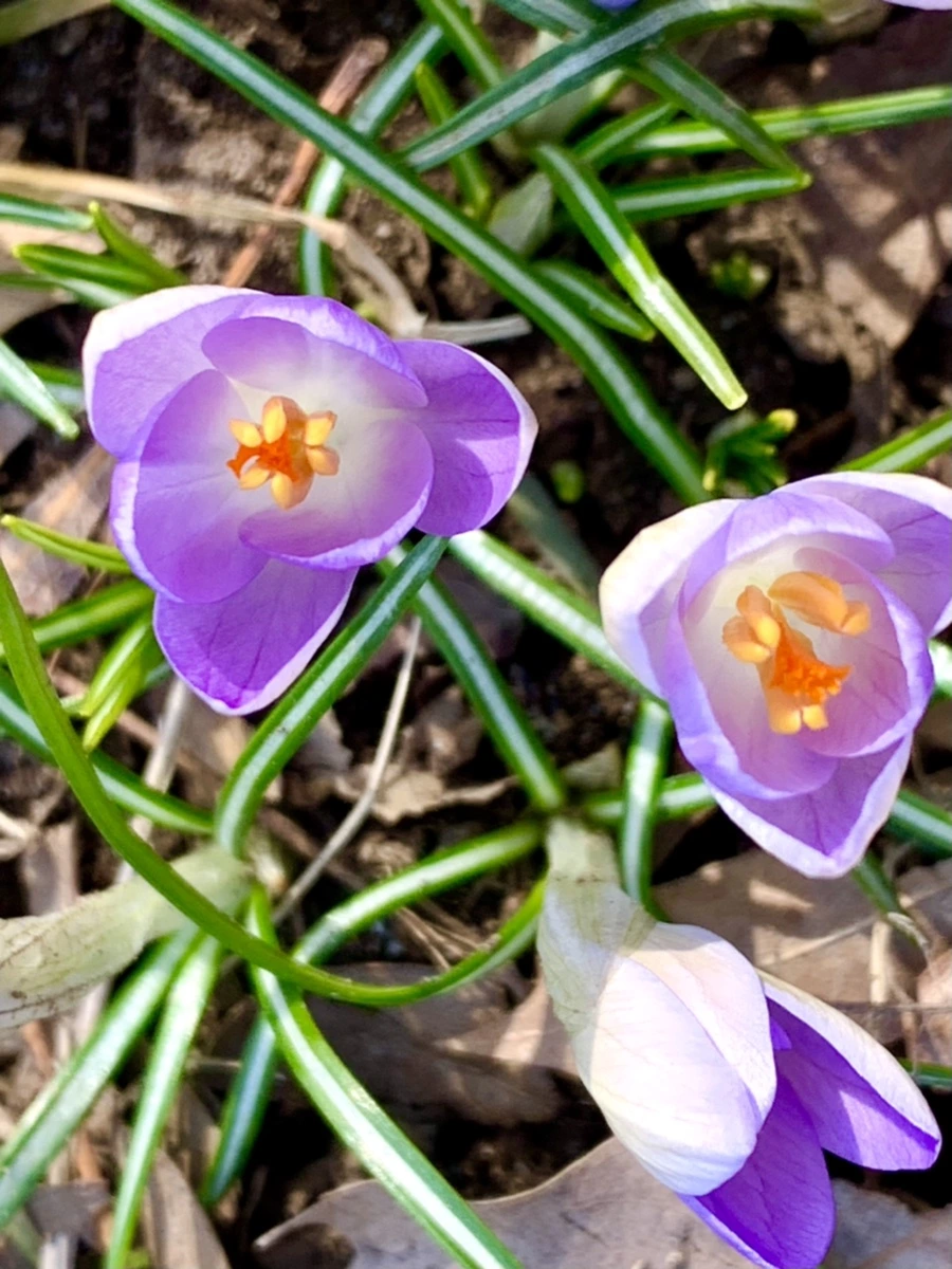 IMG_0145.jpg?type=w966