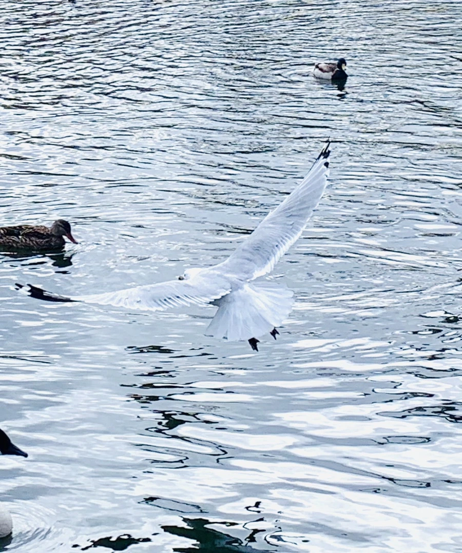 IMG_7746.jpg?type=w966