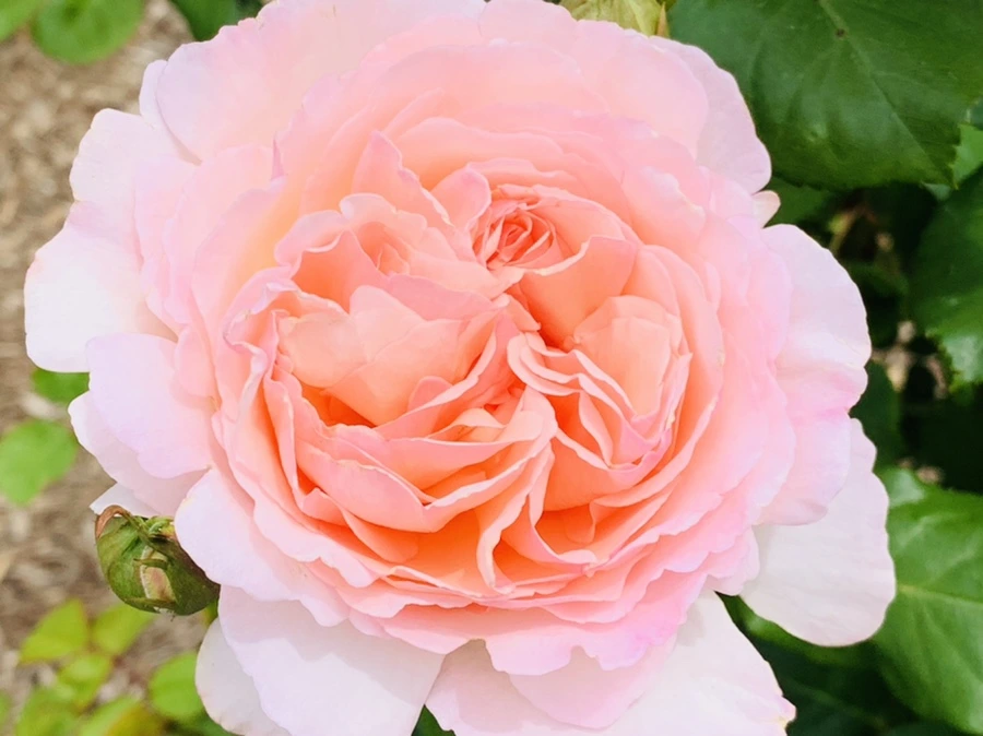 IMG_9664.jpg?type=w966