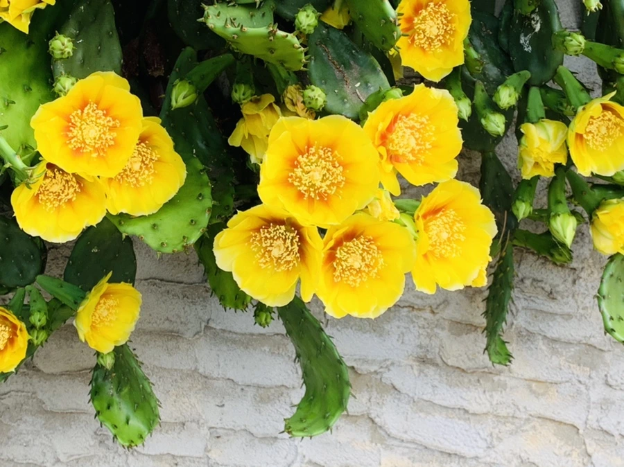 IMG_2674.jpg?type=w966