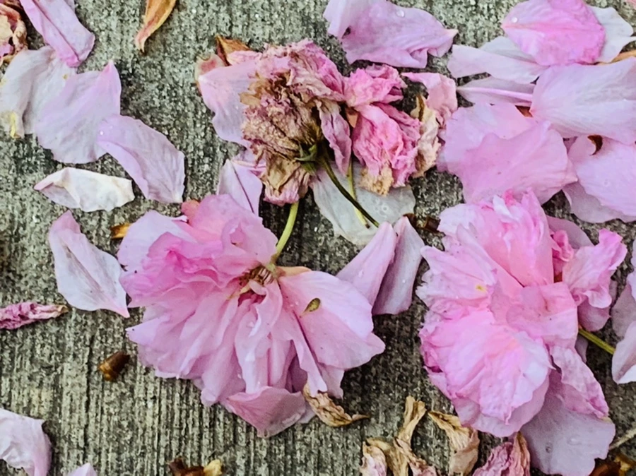 IMG_7190.jpg?type=w966