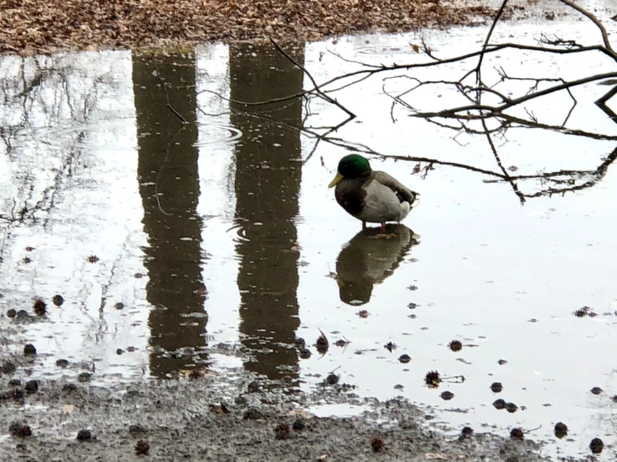 IMG_5642.jpg?type=w966