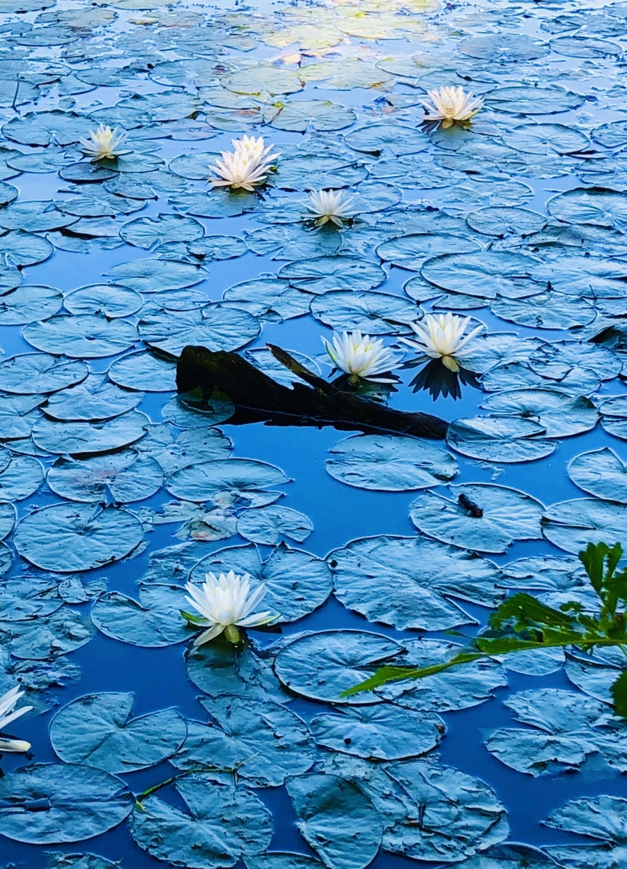 IMG_3790.jpg?type=w966