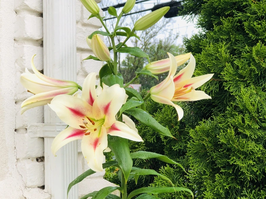 IMG_1750.jpg?type=w966