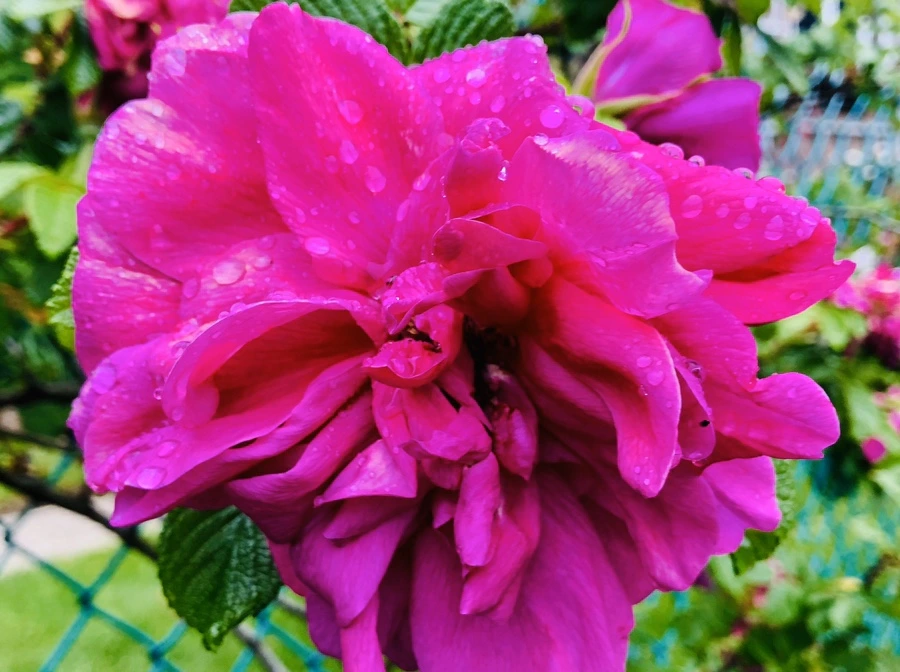 IMG_7502.jpg?type=w966