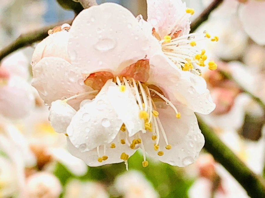 IMG_1987.jpg?type=w966