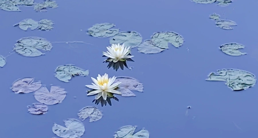 IMG_1890.jpg?type=w966