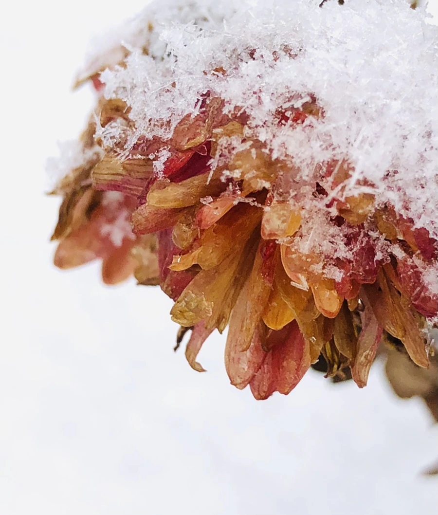 IMG_3440.jpg?type=w966