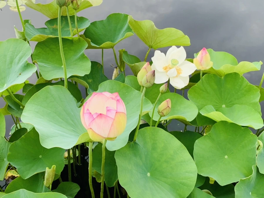 IMG_9339.jpg?type=w966