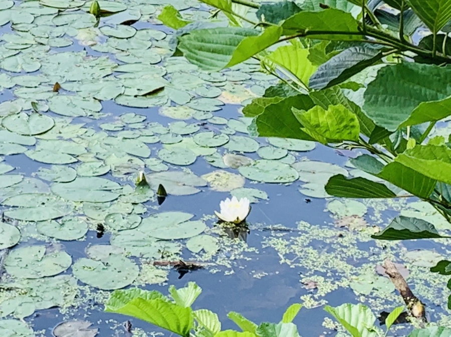 IMG_1259.jpg?type=w966