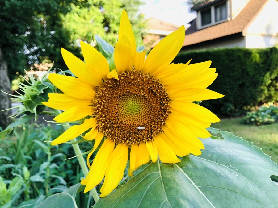 IMG_2118.jpg?type=w966