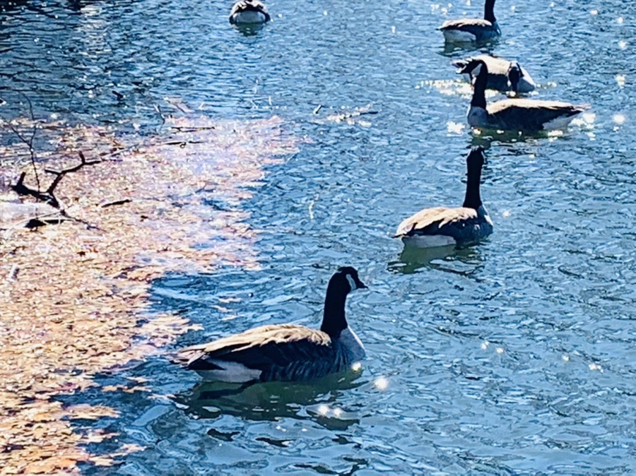 IMG_7532.jpg?type=w966