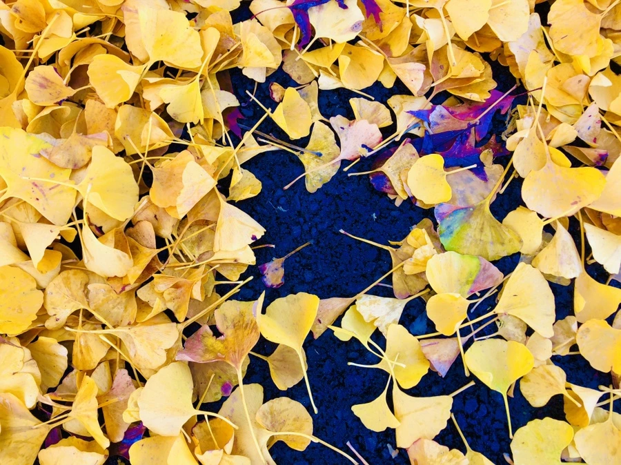 IMG_4676.jpg?type=w966