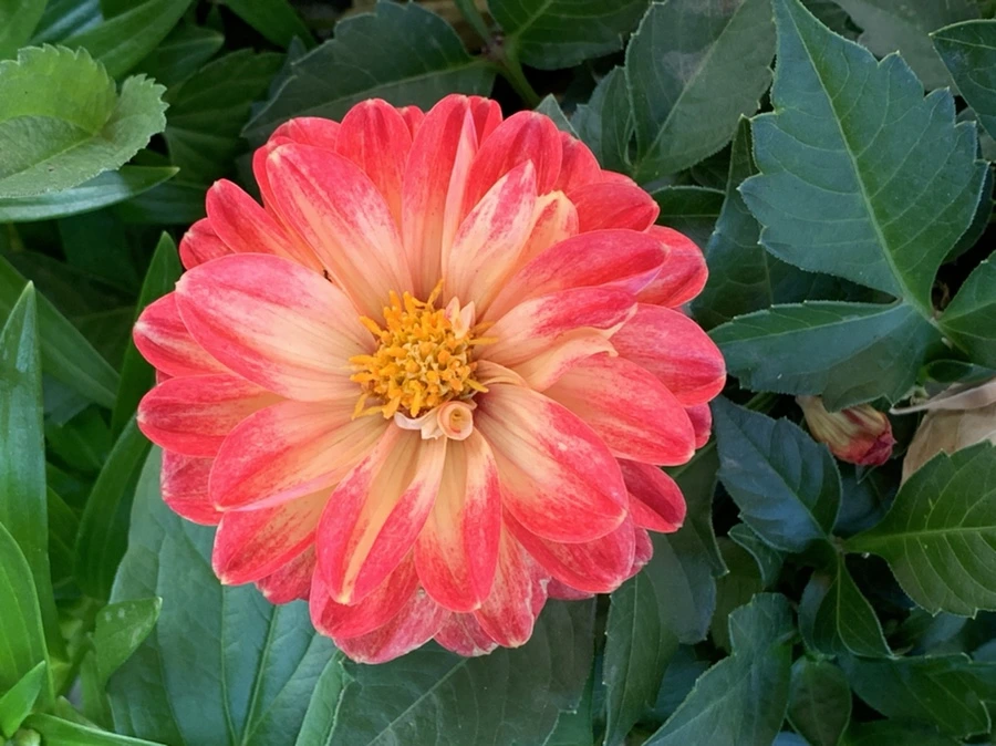 IMG_4686.jpg?type=w966